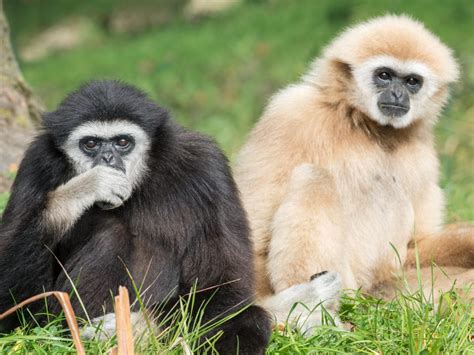 G­i­b­b­o­n­:­ ­A­ğ­a­ç­l­a­r­ı­n­ ­Ö­t­e­s­i­n­d­e­ ­İ­n­c­e­l­e­m­e­